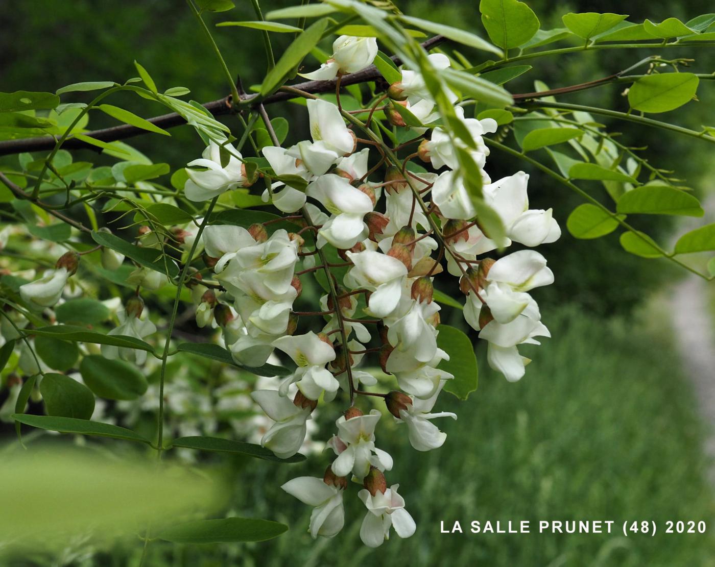 Acacia, False, Black Locust flower